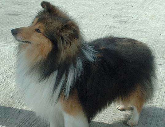 Picture of a shetland sheepdog
