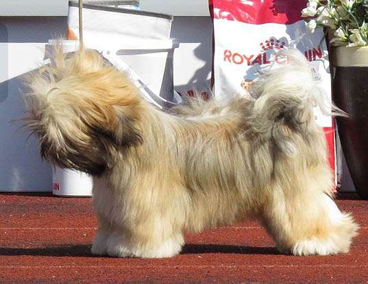 Picture of a shih tzu