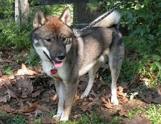 Picture of a shikoku