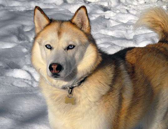Picture of a siberian husky