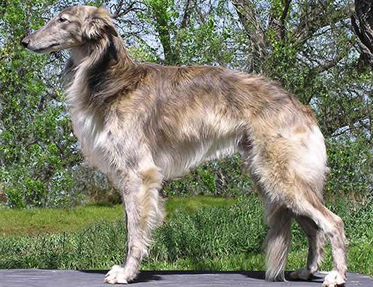 Picture of a silken windhound