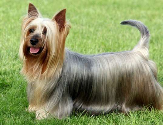 Picture of a silky terrier