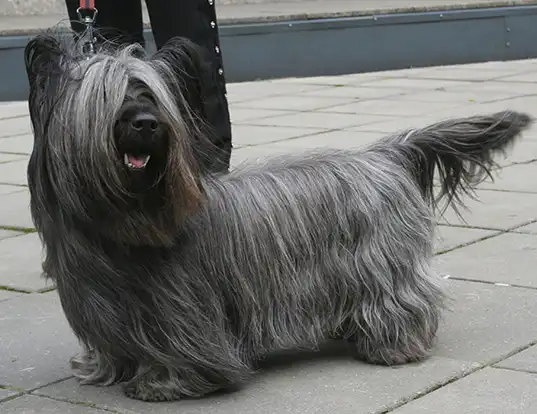 Picture of a skye terrier