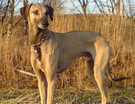 Picture of a sloughi