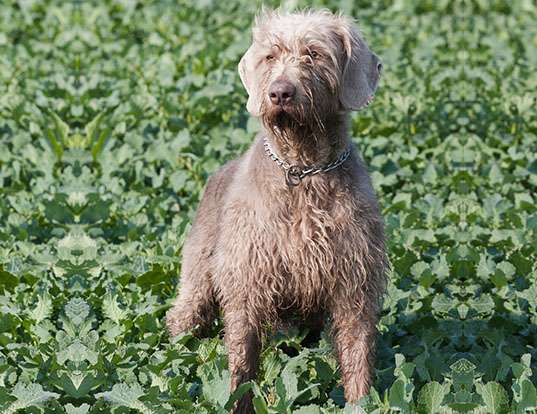 Picture of a slovakian wire-haired pointing dog