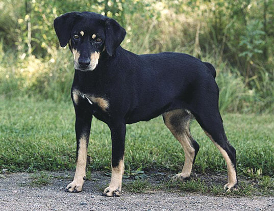 Picture of a smaland hound