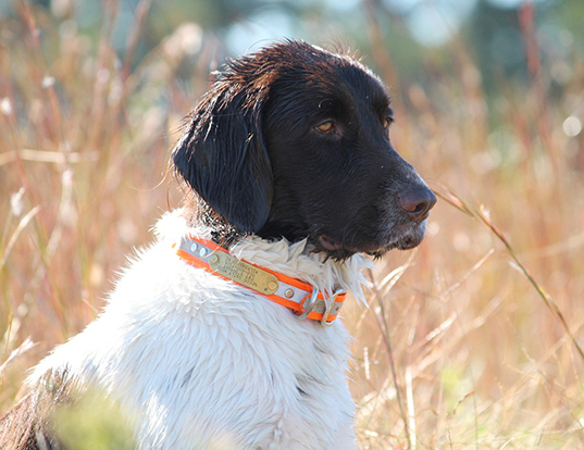 Picture of a small munsterlander pointer