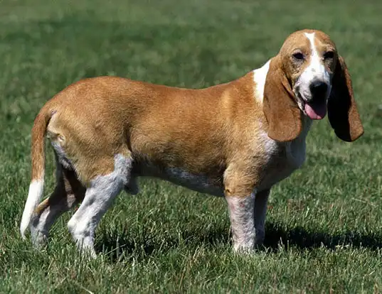 Picture of a small swiss hound
