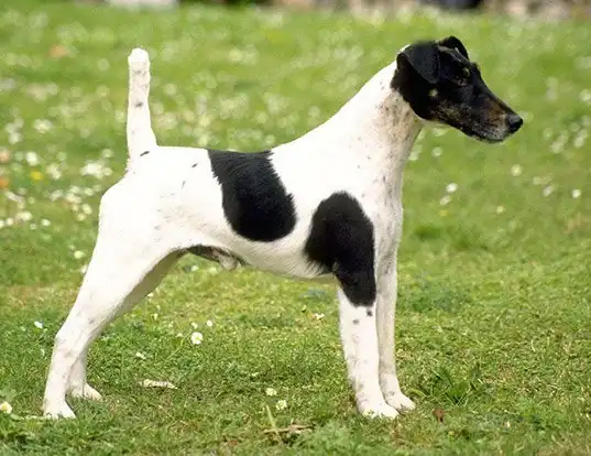 Picture of a smooth fox terrier