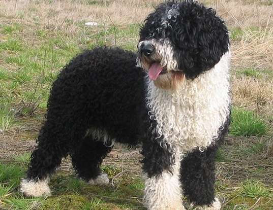 Picture of a spanish water dog