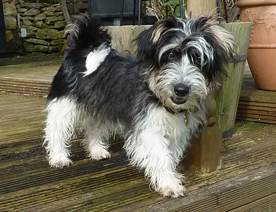 Lucas best sale sporting terrier