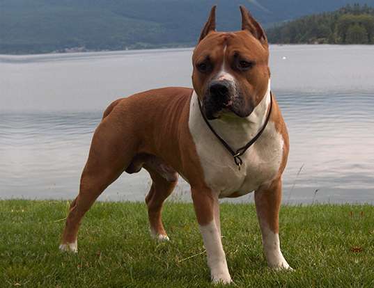 Picture of a staffordshire bull terrier