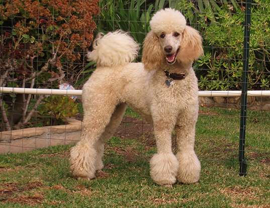 Picture of a standard poodle
