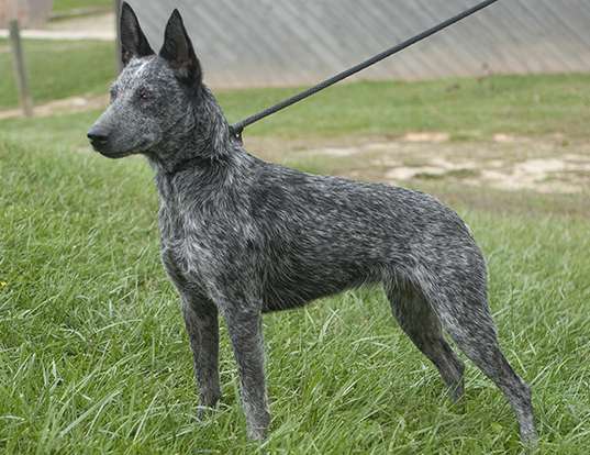 Picture of a stumpy tail cattle dog