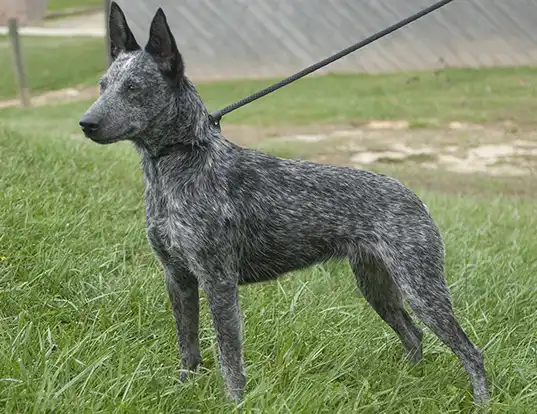 Catahoula blue heeler mix lifespan sale