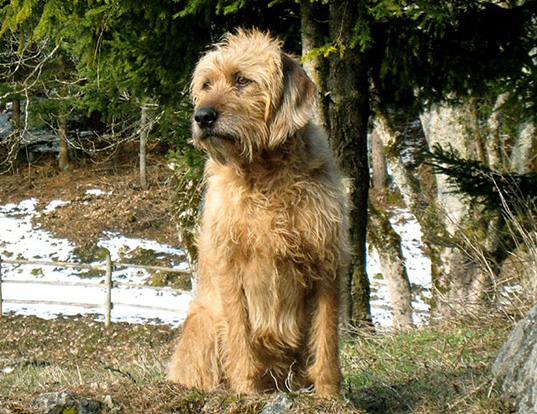 Picture of a styrian coarse haired hound