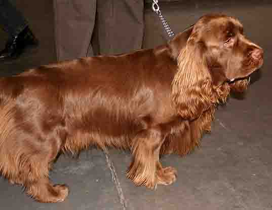 Picture of a sussex spaniel