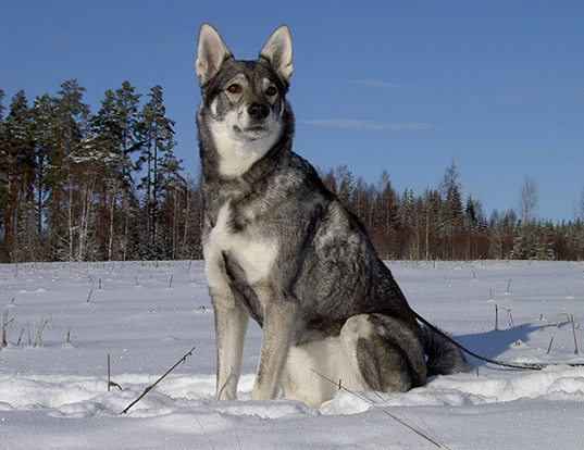 Picture of a swedish elkhound