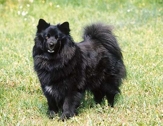 Picture of a swedish lapphund