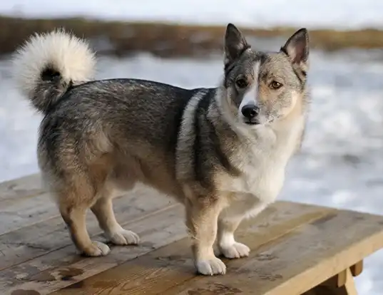 Picture of a swedish vallhund