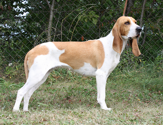 Picture of a swiss hound
