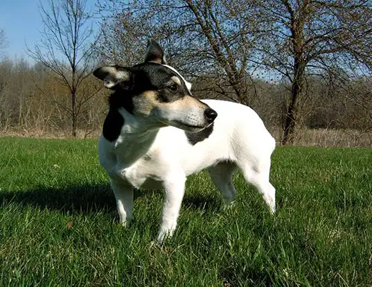 Picture of a teddy roosevelt terrier