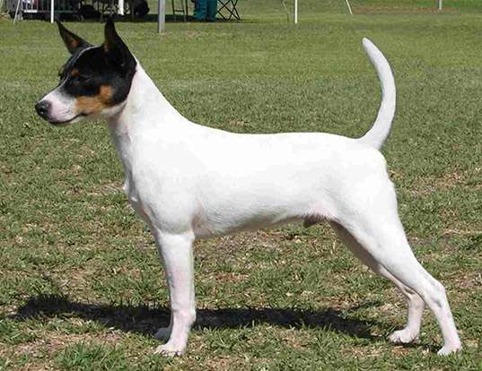 Picture of a tenterfield terrier