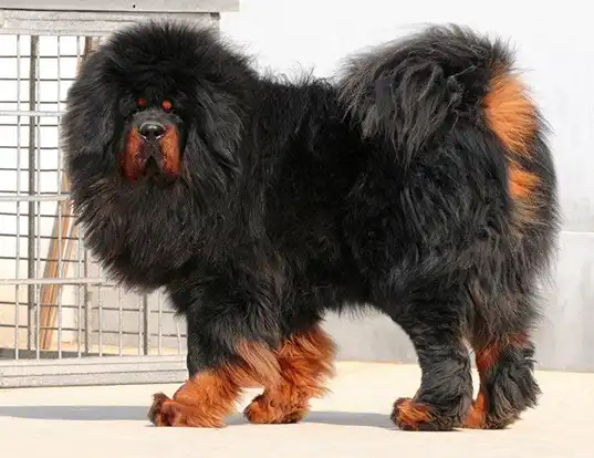 Picture of a tibetan mastiff