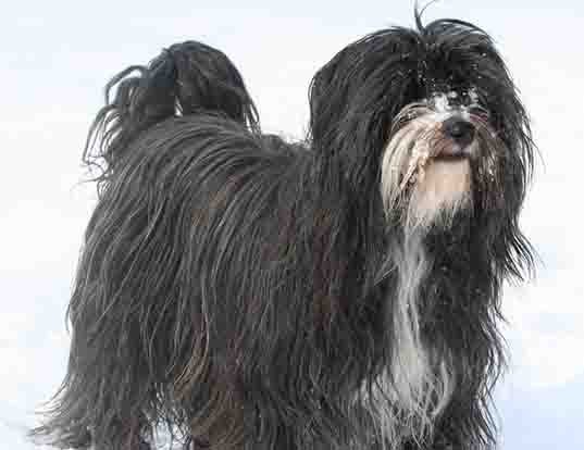 Picture of a tibetan terrier