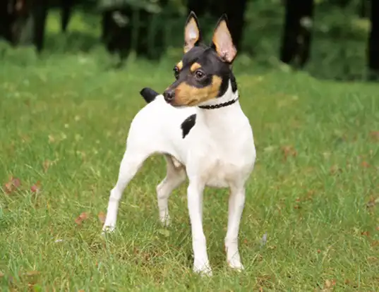 Picture of a toy fox terrier