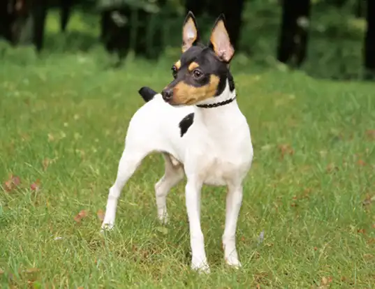 Toy smooth fox online terrier