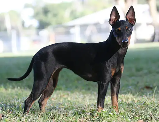 Picture of a toy manchester terrier
