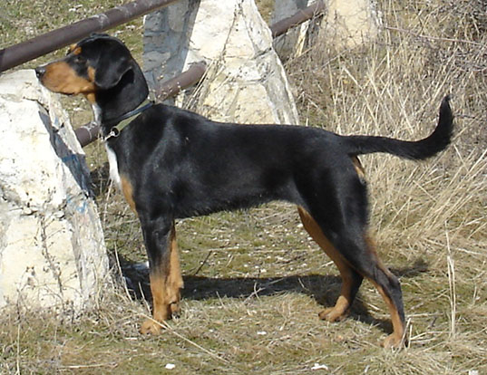 Picture of a transylvanian hound