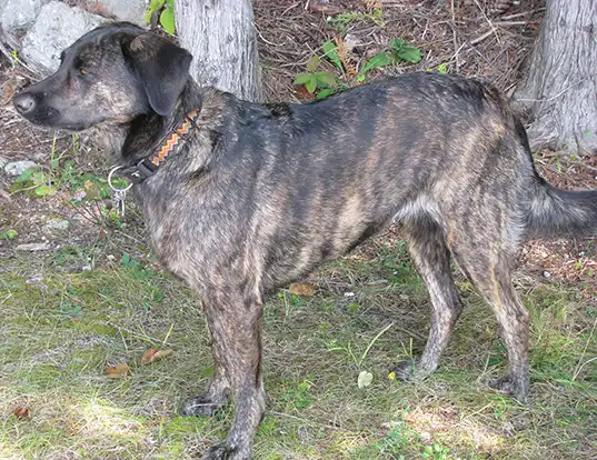 Picture of a treeing tennessee brindle