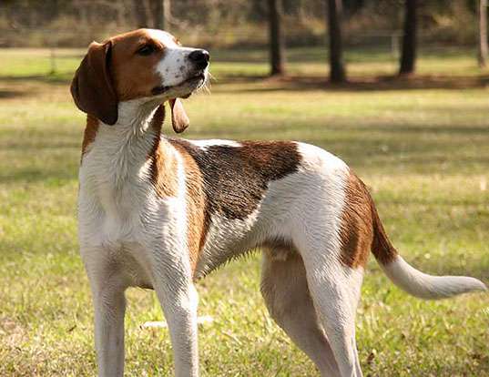 Picture of a treeing walker coonhound