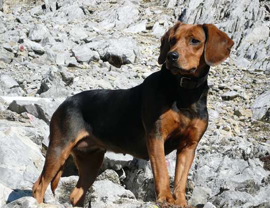 Picture of a tyrolean hound