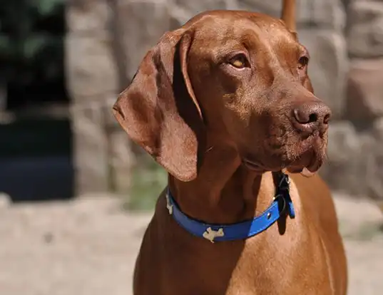 Russian vizsla dog top