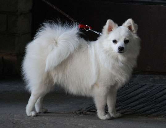 Picture of a volpino italiano