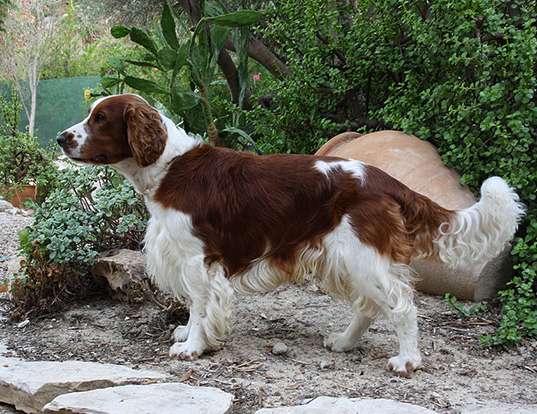 Picture of a welsh springer spaniel