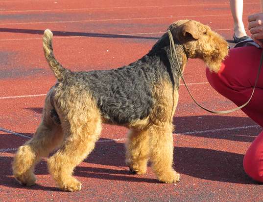 Picture of a welsh terrier