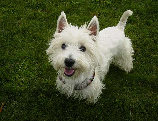 Picture of a west highland white terrier