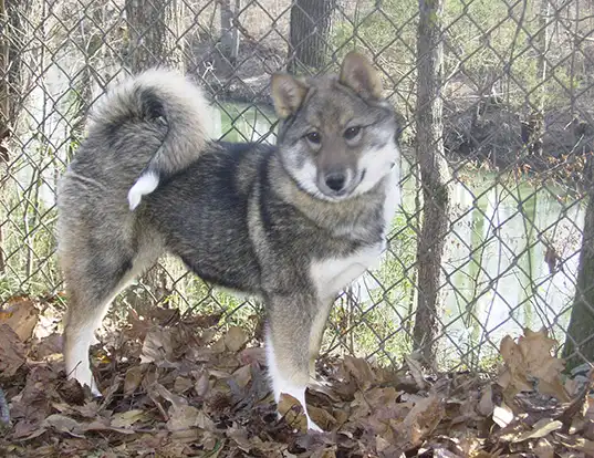 Picture of a west siberian laika