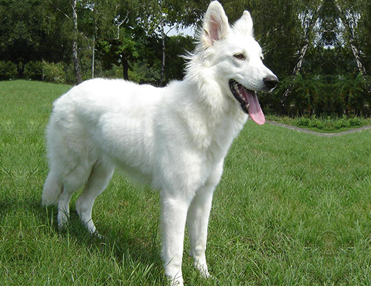 Picture of a white shepherd