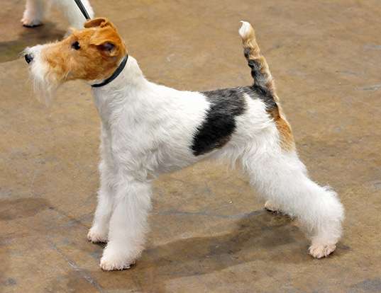 Picture of a wire fox terrier