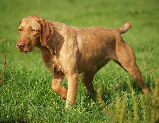 Picture of a wirehaired vizsla