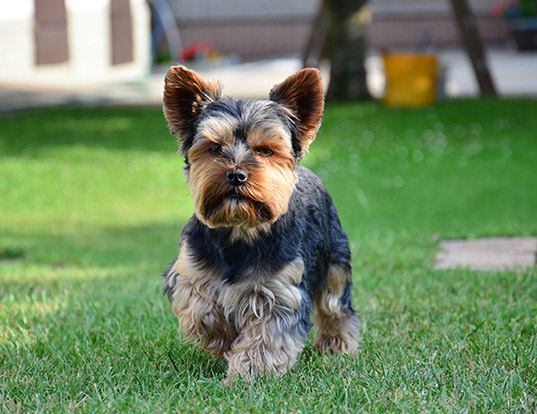 Picture of a yorkshire terrier