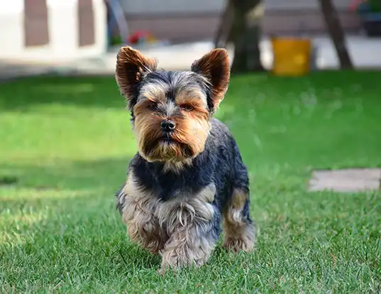 Picture of a yorkshire terrier
