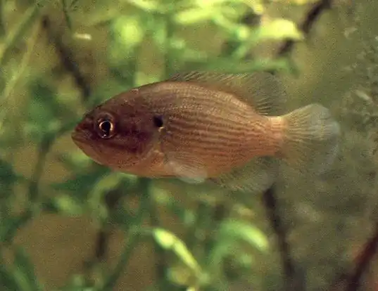 Picture of a mud sunfish (Acantharchus pomotis)