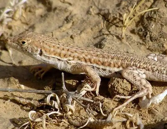 Picture of a bosk's fringe-fingered lizard (Acanthodactylus boskianus)