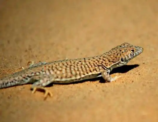 Picture of a leopard fringe-fingered lizard (Acanthodactylus pardalis)